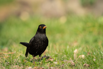 A male blackbird looking for food on the ground