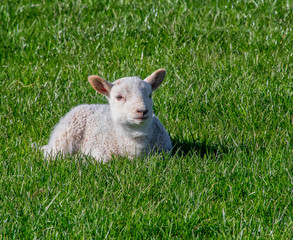 Naklejka na ściany i meble Baby lamb laying down in a field