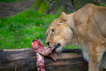 Lioness eating its dinner