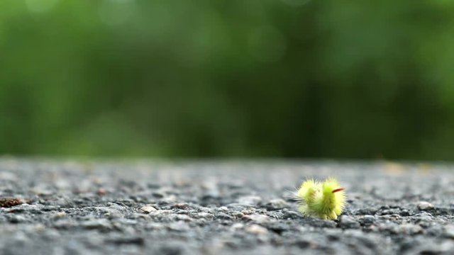 Big furry yellow caterpillar with red tail (Calliteara pudibunda) crawling on a rocky surface
