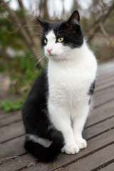 A male black and white colored cat