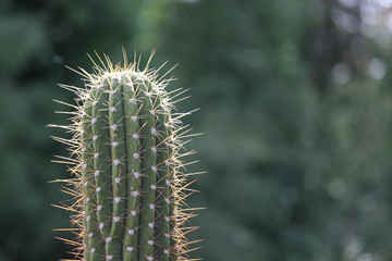 Grüner Kaktus vor grünem Hintergrund