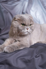 Big Gray British fold Cat.