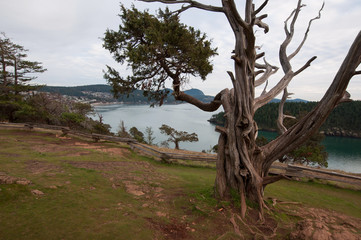 Fototapeta na wymiar Landscape over Puget Sound with Tree Foreground