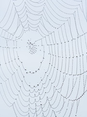 A spider web with water drops in the morning