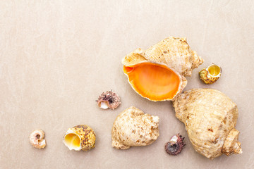 Seashells summer background. Lots of different seashells piled together, copy space, frame, top view, close up.