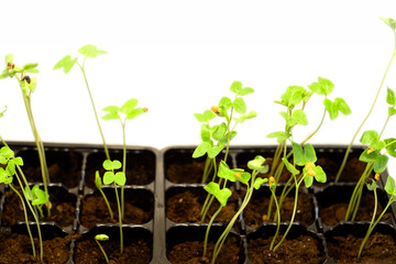 bindweed flower sprout