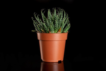 Aloe aristata plant in a pot with pebbles isolated on black glass