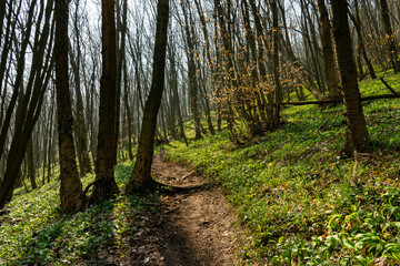 Obraz premium Path through a deciduous forest in early spring