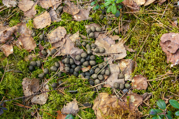 Deer droppings poop also known as feces, stool or scat are usually piled small pellets is the universal metabolic byproduct of the digestive tract of animal