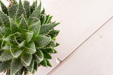 Aloe aristata rosette in a pot flatlay on white wood