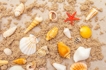 Seashells sandy summer background. Lots of different seashells piled together, copy space, top view, close up.