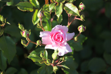 Einzelne rosa Rose