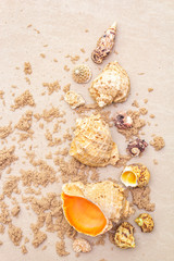 Seashells sandy summer background. Lots of different seashells piled together, copy space, top view, close up.