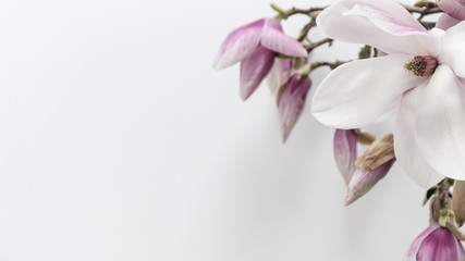 Fototapeta na wymiar Wunderschöne blühende Magnolien - Magnolienzweig