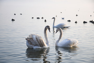 swans on the lake