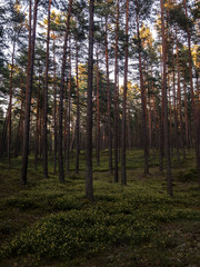 Beautiful pine forest with a nice mild light coming from far away