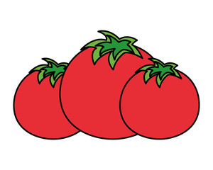 tomatoes vegetable fresh