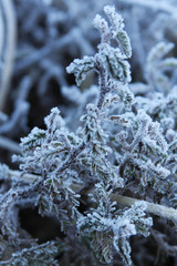 Shrub covered by frost, in winter landscape in the mountains of the State of Santa Catarina, southern Brazil