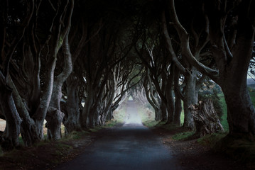 Misty Dark Hedges, Northern Ireland