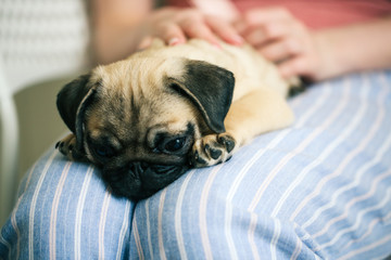 Adorable puppy of pug on hands of girl, lifestyle