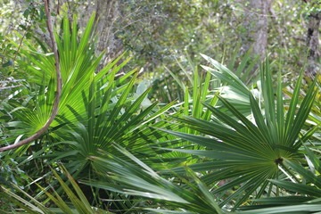 palms in a forest