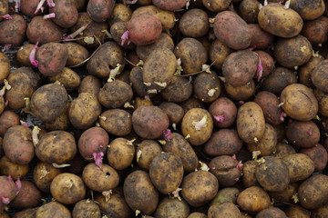 the tuber of a potato on the ground the spring planting potatoes