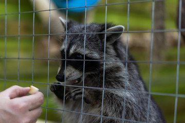 Raccoon in a zoo cage