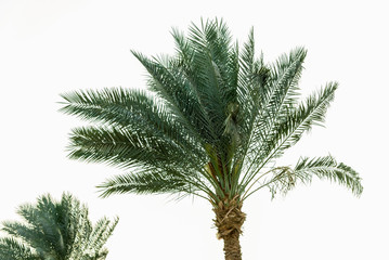 big green African palm tree against the blue sky