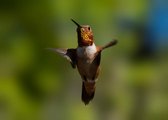 Rufous Hummingbird (Selasphorus rufus) in Flight