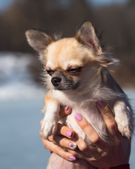 Little dog in her arms. Portrait of Chihuahua dog.