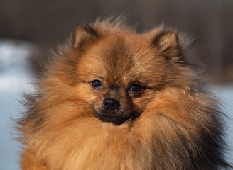 Adorable red spitz puppy portrait. Close up. 
