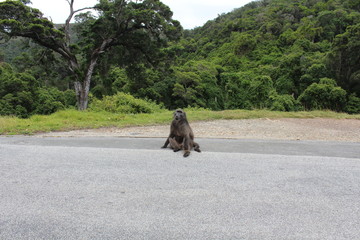 Pavian S&uuml;dafrika