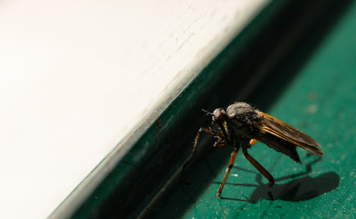 Mosquito em detalhe