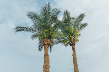 Tropical tree, palm tree. Beautiful view on the palm
