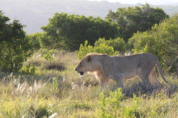 Löwenfamilie / Lionfamily