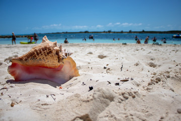 Fototapeta na wymiar Close up of a large beautiful shell on a tropical sandy beach with a blurred background taken on a beach in The Caribbean