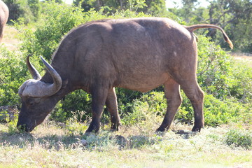 Büffel Südafrika