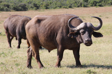 Naklejka na ściany i meble Büffel Südafrika