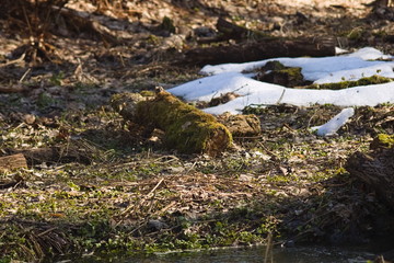 The Sun melted the snow in the forest Glade
