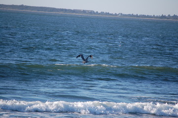 Fototapeta premium Pelican Fishing In Flight
