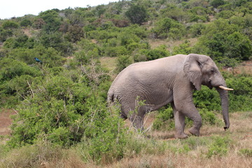 elefanten südafrika