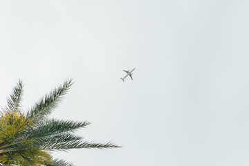 Airliner passing over palm trees