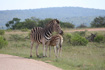 Fototapeta na wymiar Zebra mit Fohlen Südafrika