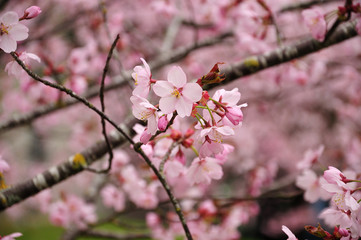 close-up of blossoms of a flowering cherry tree