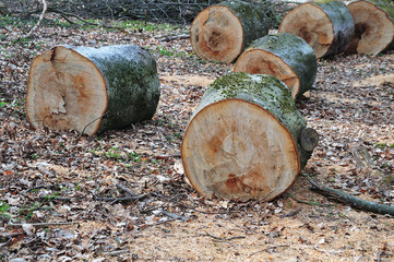 pieces of cut trunks of beech trees lying on forest floor