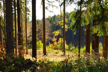Fichtenwald mit einer Lichtung und Gestrüpp
