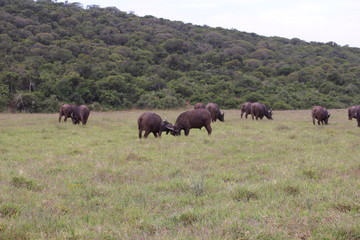 Fototapeta na wymiar Büffel Südafrika