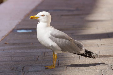 Sea gull profile
