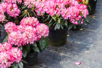 Rhododendron flowers in plastic pots on sale in plants nursery at spring.